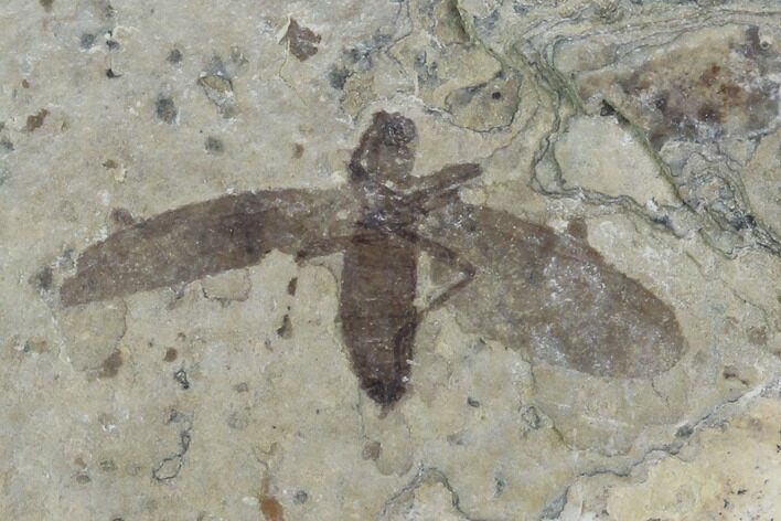 Fossil March Fly (Plecia) - Green River Formation #95847